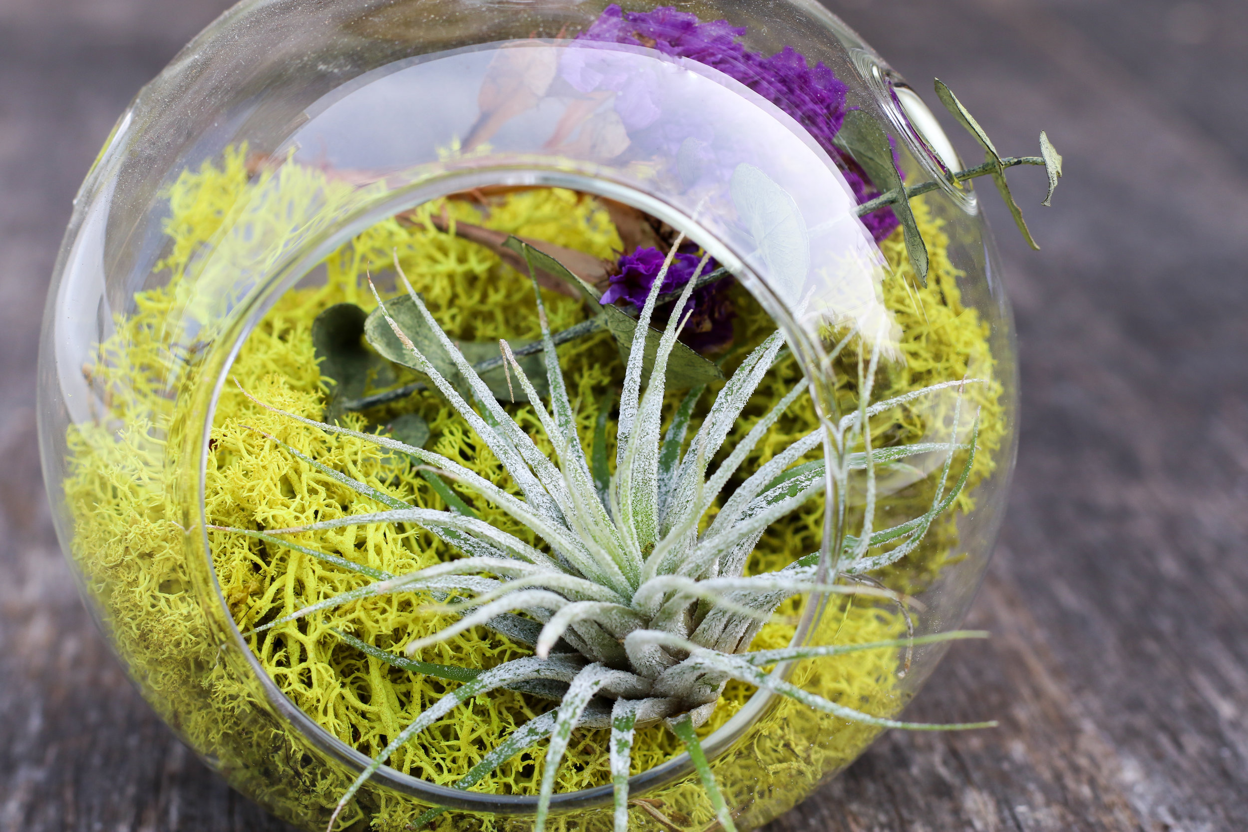 Alt text: a glass ball with an opening in the front holds a green, spiked succulent nestled amidst yellow-green moss and a purple flower