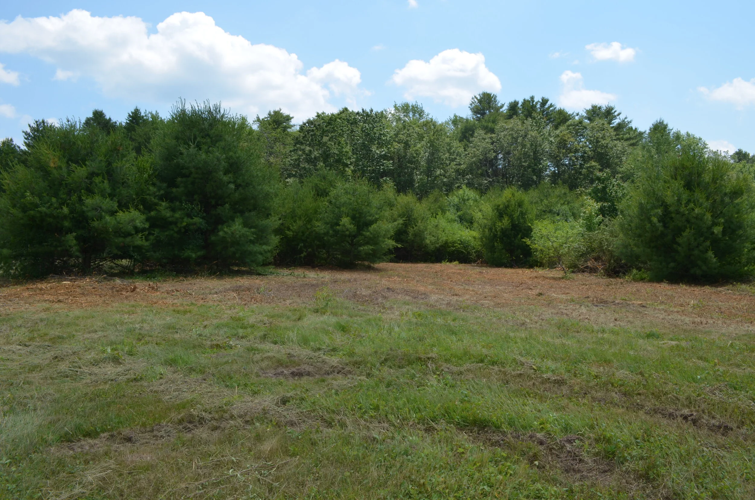 Brush Hogging after 3.JPG