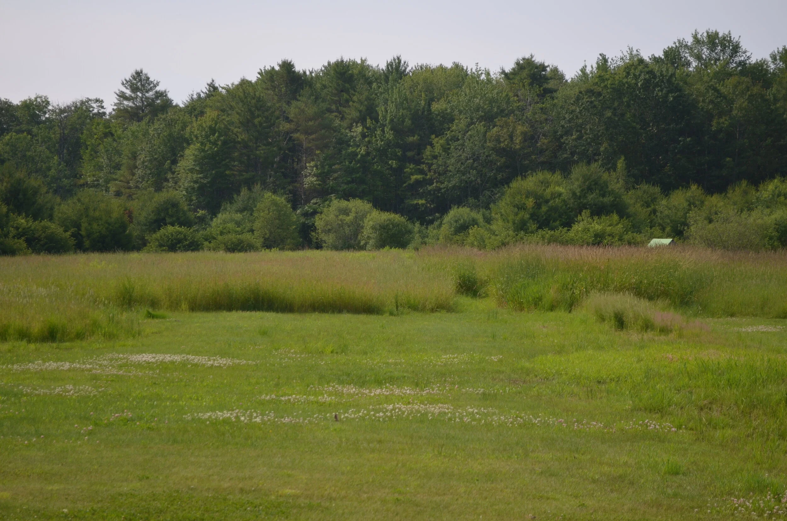 Brush Hogging Before 2.JPG