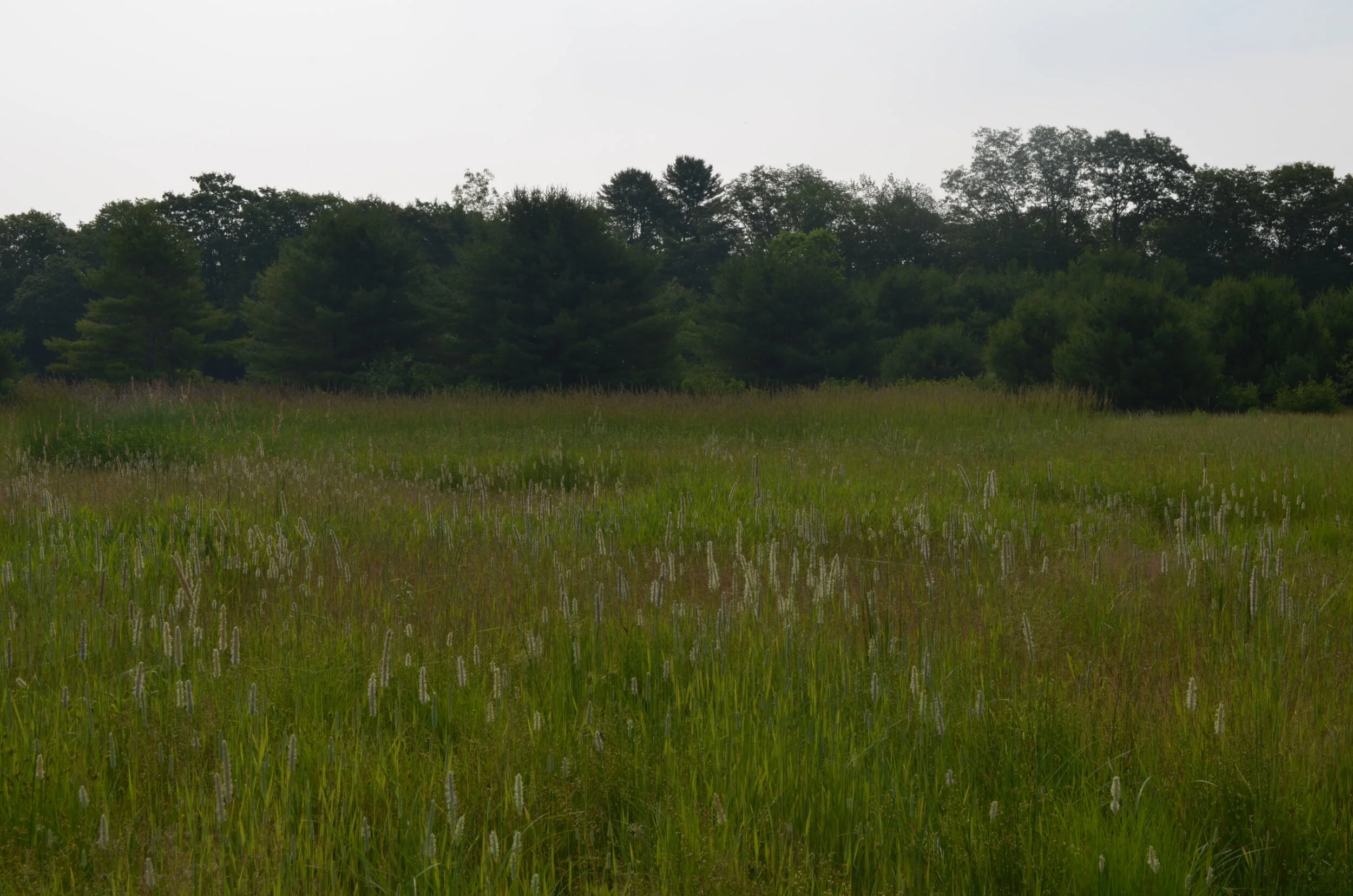 Brush Hogging Before 3.JPG