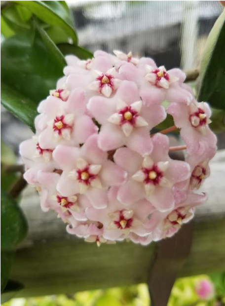 Hoya Kerri, tropical wax flower
