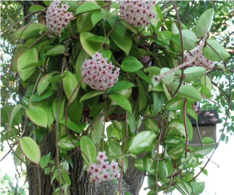 Hoya Kerri, tropical wax flower