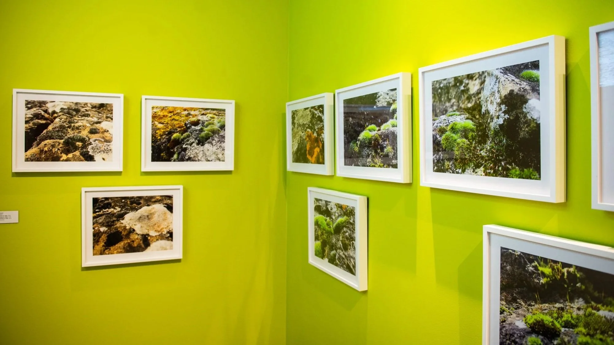 Gallery corner with framed photographs of moss-covered rocks displayed on bright yellow-green walls.
