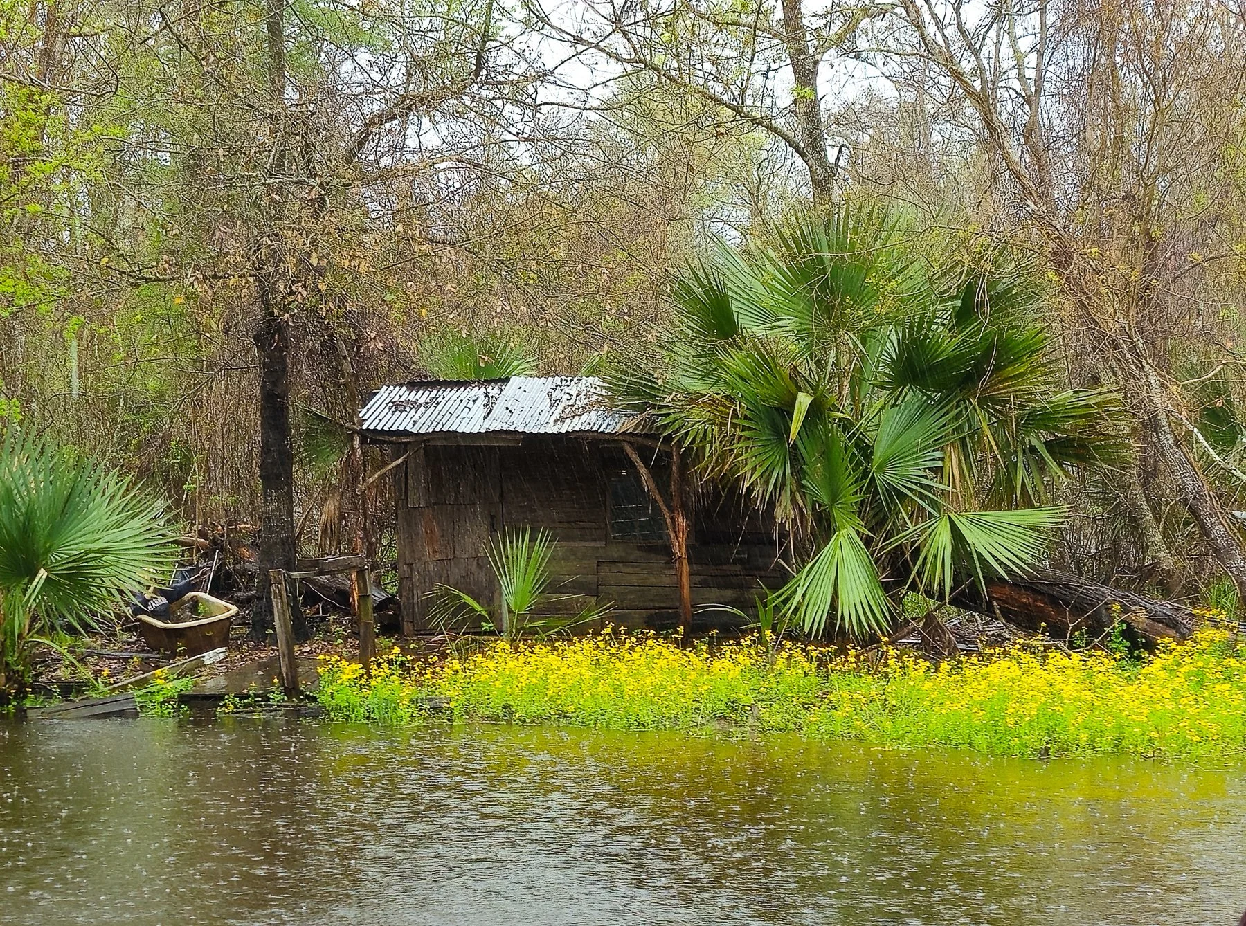 Shack in  Creole wetlands