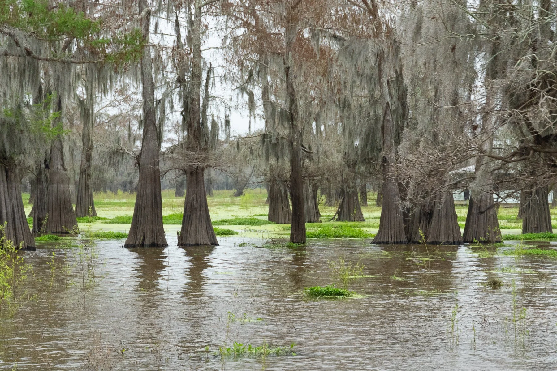 Cypress Forest in the Swamp