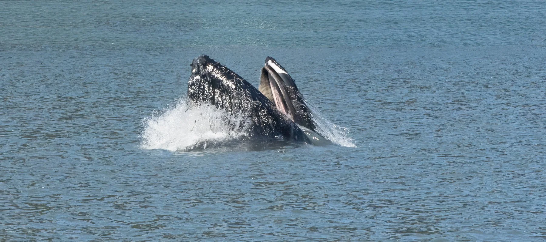 Open Mouth, Swallow Krill