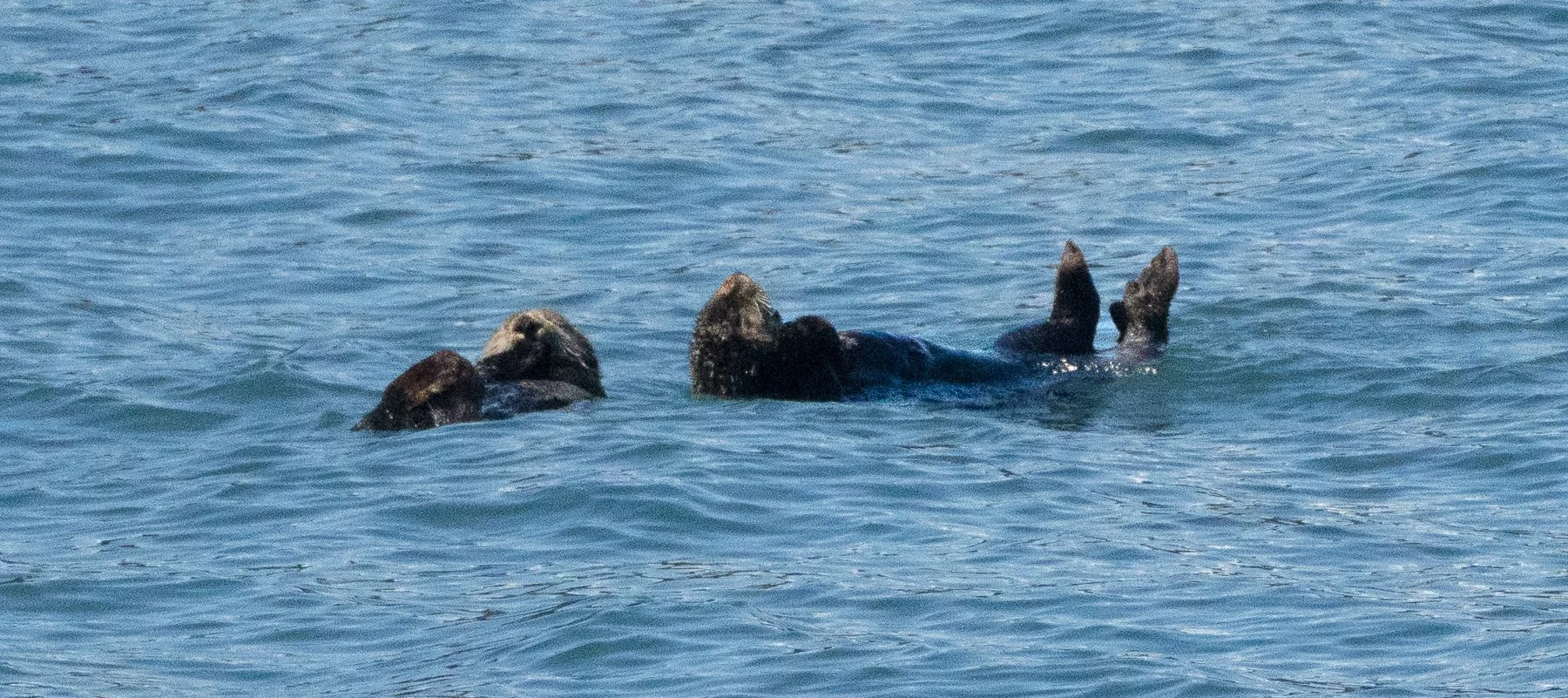 Lazy Sea Otters