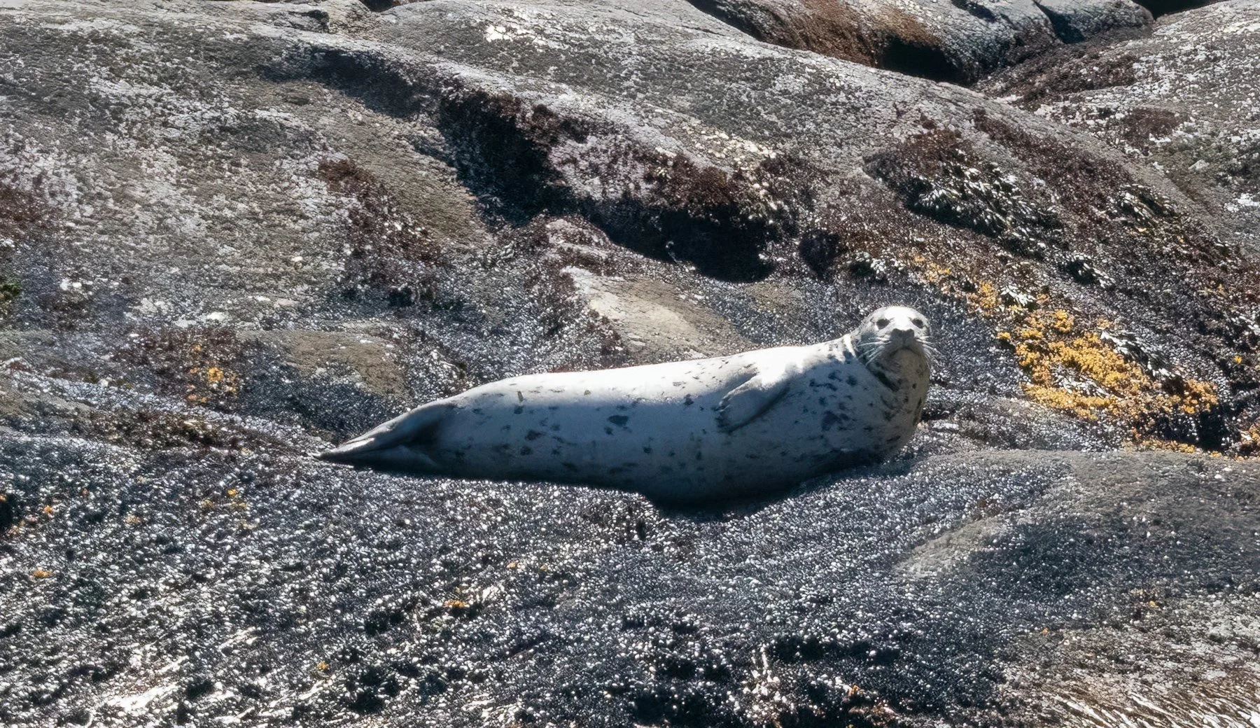 Sea Lion, "I see you!"