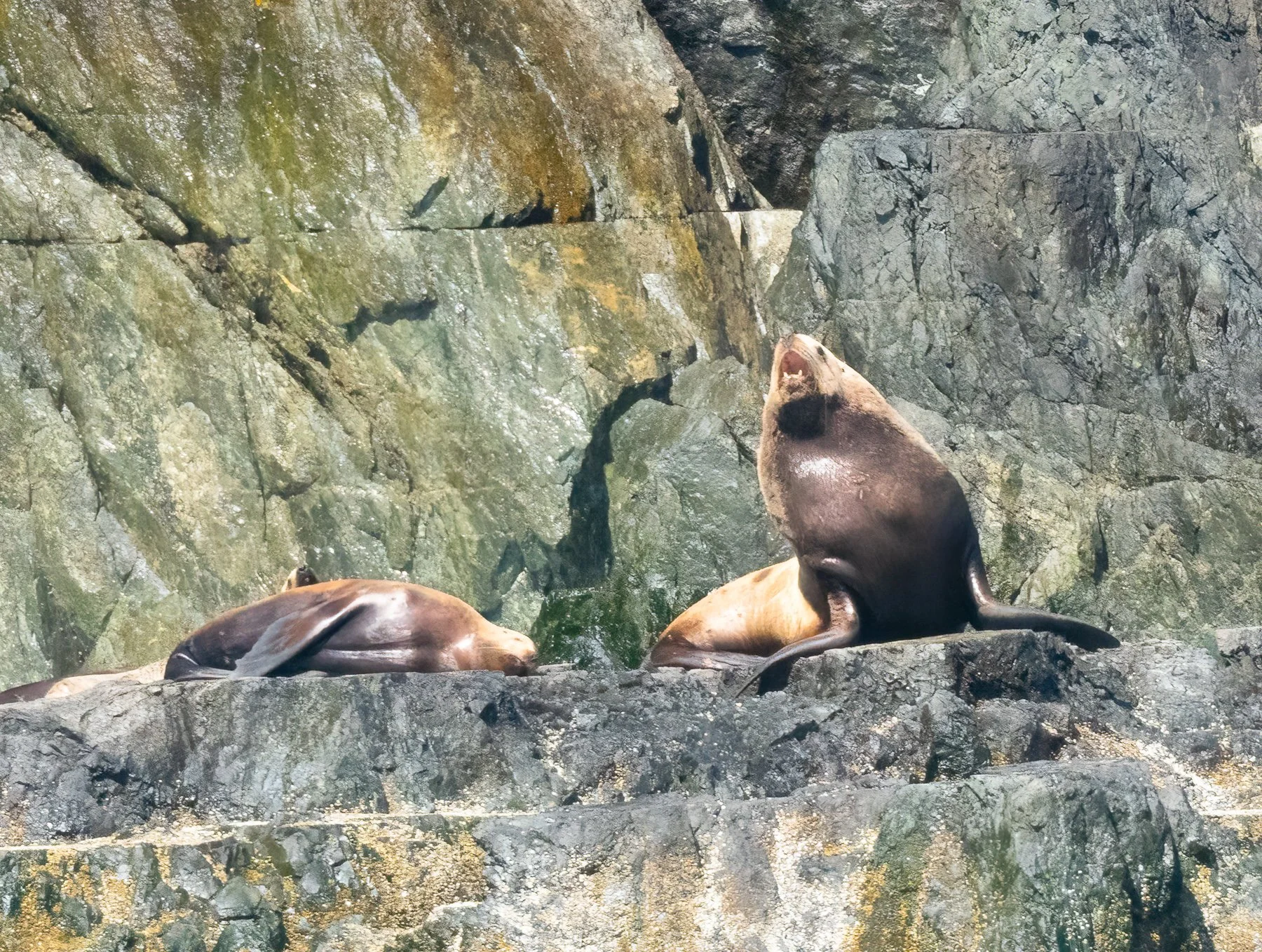 Barking Male Sea Lion