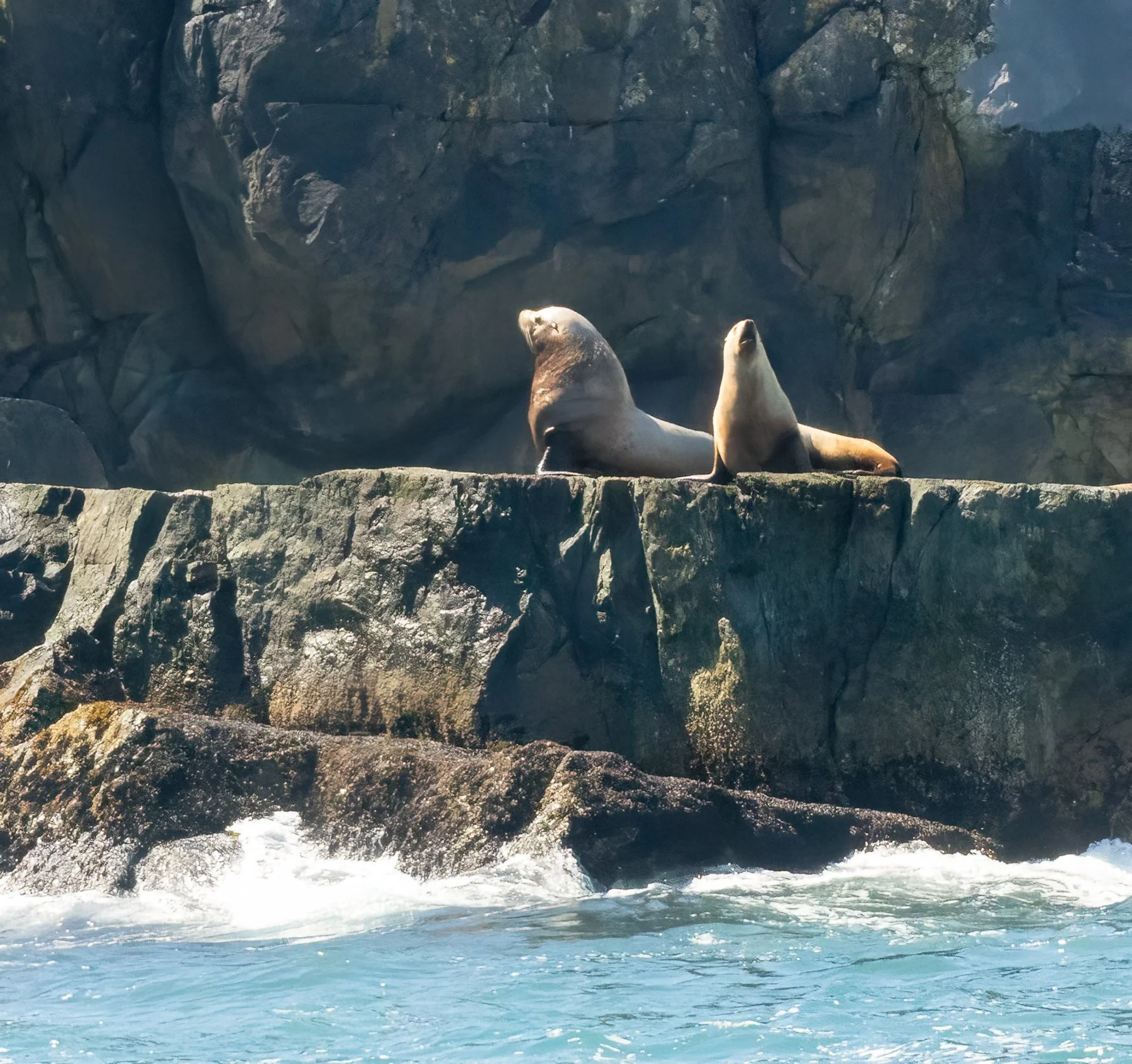  Alaska sea lions are big! Males can reach 2500 lbs &amp; females 800 lbs 