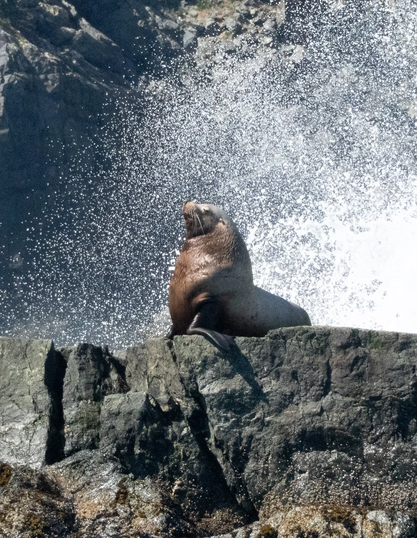 KIng of the Rock