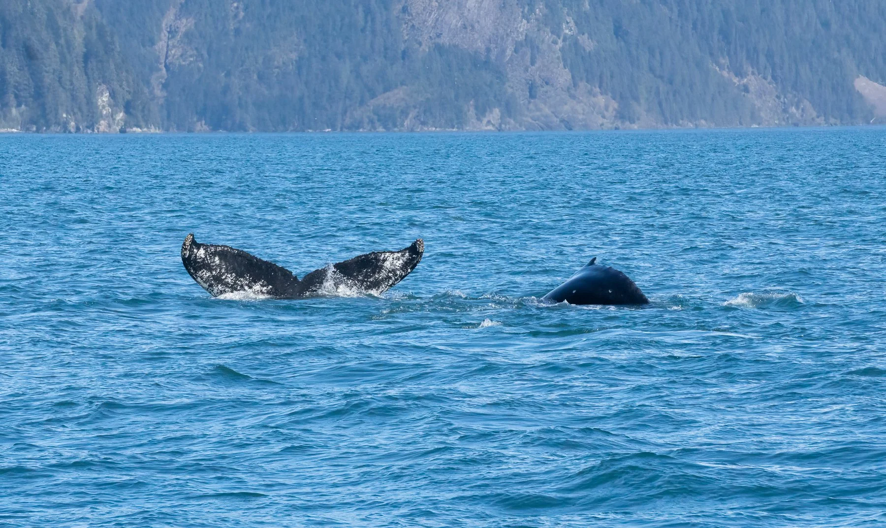 Playful Humpbacks in Resurrection Bay near Seward
