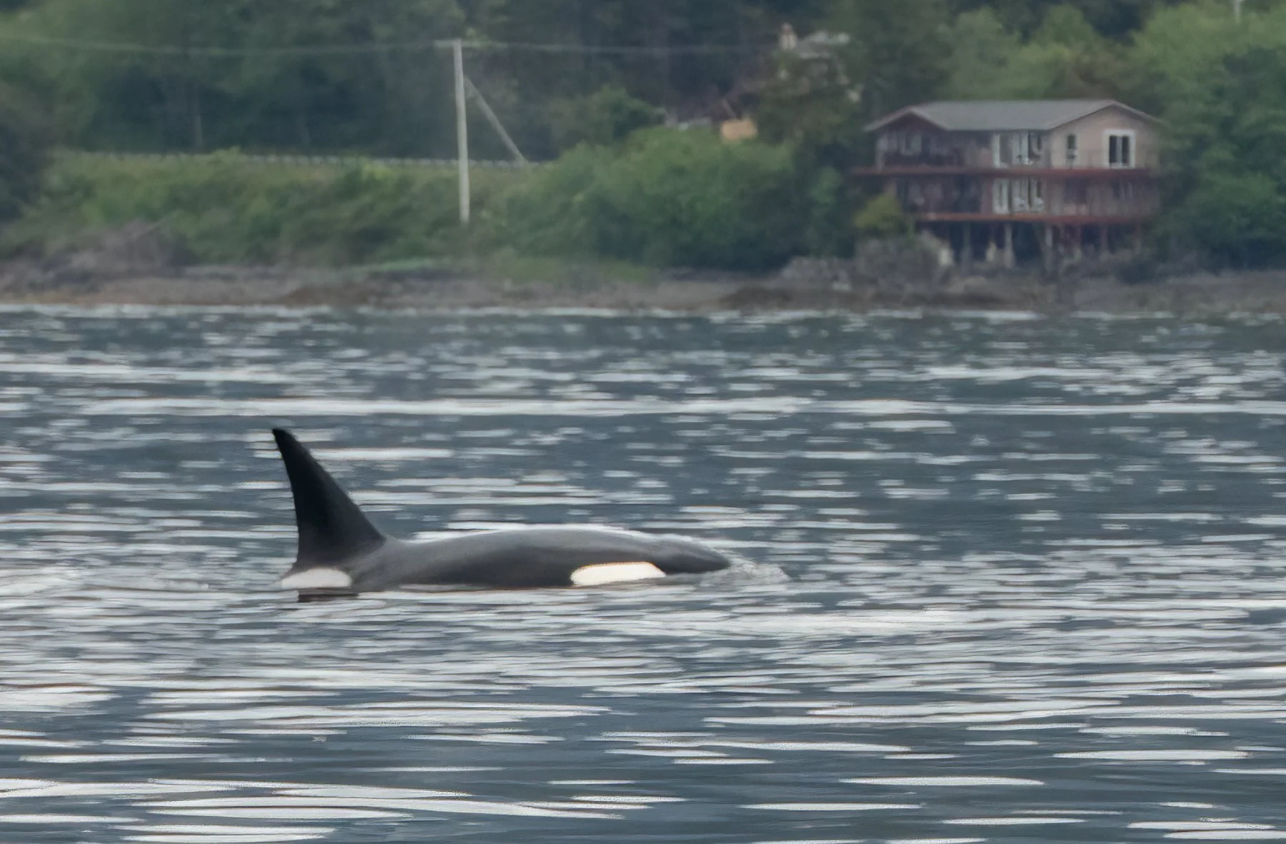 Orca