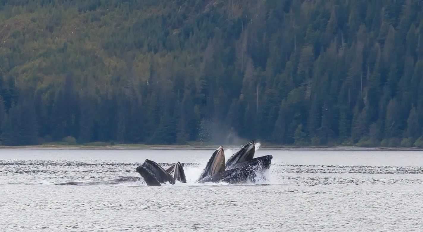 Bubble Feeding Humpback Whales