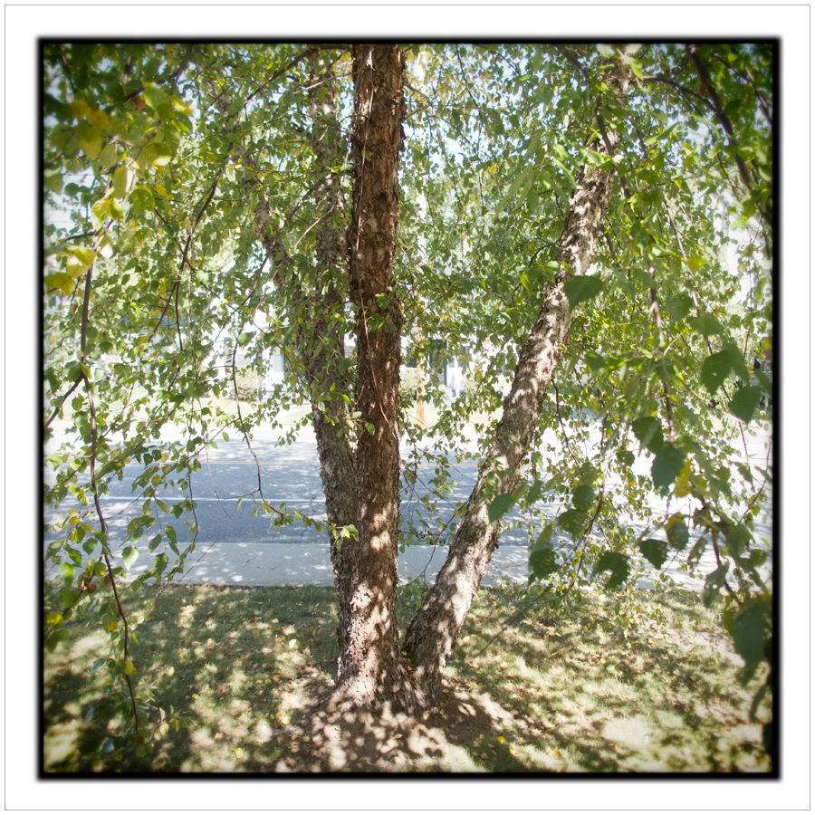 birch tree ~ Au Sable Forks, NY - in the Adirondack PARK