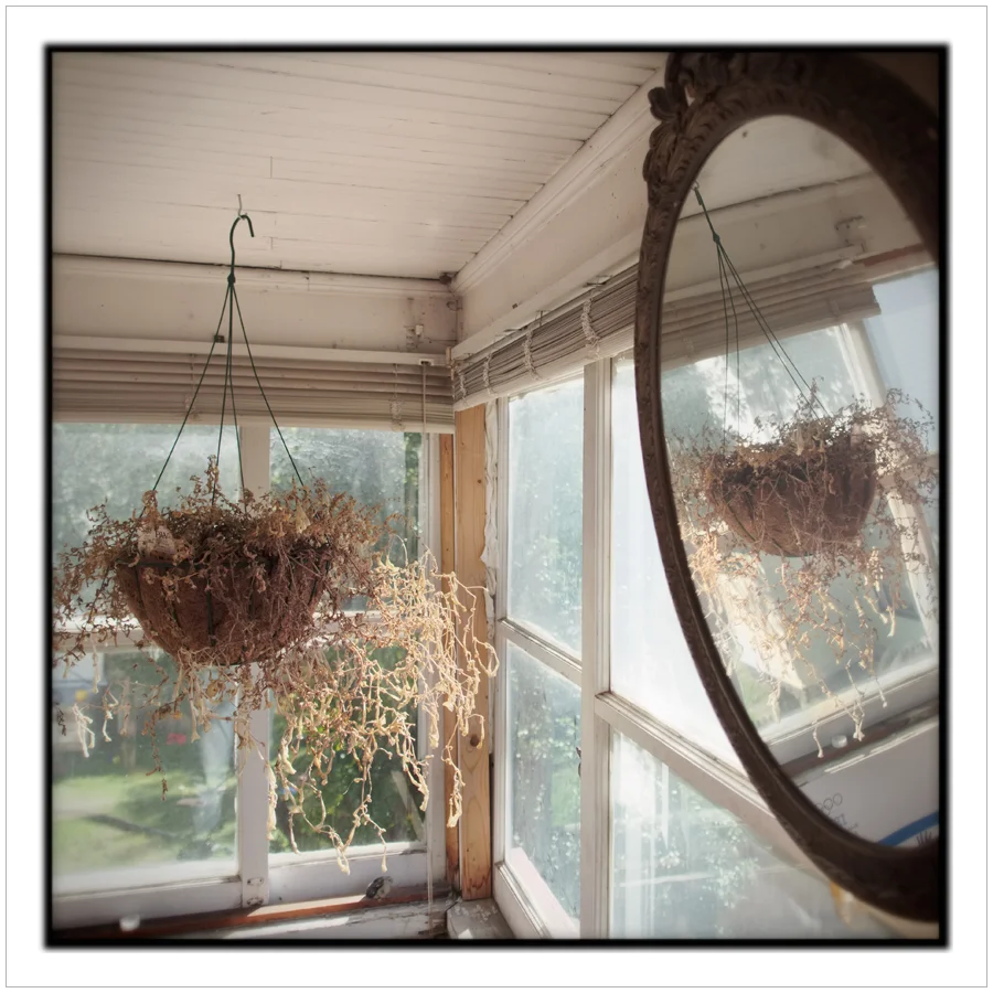 dead plant ~ Au Sable Forks, NY - in the Adirondack PARK