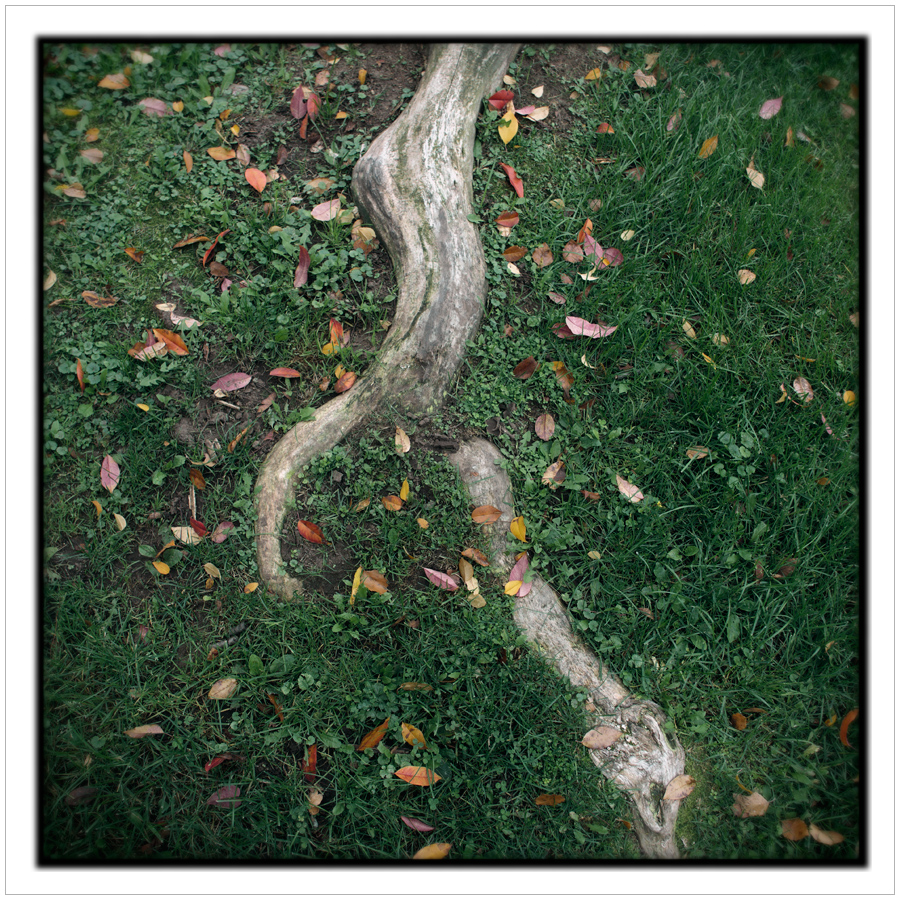 root, grass, leaves ~ Au Sable Forks, NY - in the Adirondack PARK