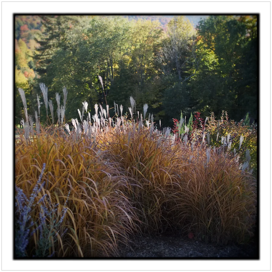 grasses ~ St. Huberts, NY - in the Adirondack PARK