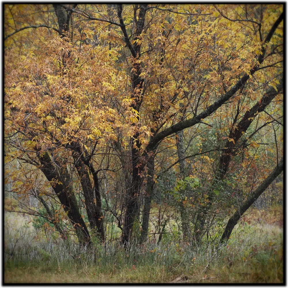 fallcolor24.jpg