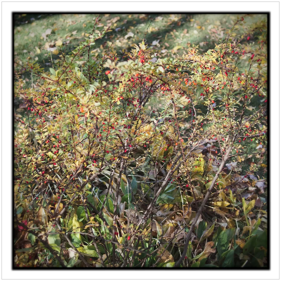 Autumnal color cacophony ~ AU Sable Forks, NY - in the Adirondack PARK (click to embiggen)