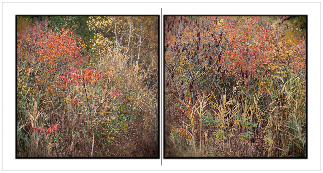 autumn color ~ near Keeseville, NY - in the Adirondack PARK (click to embiggen)