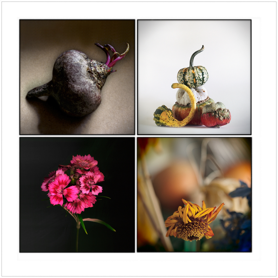 still lifes / made ~ (click to embiggen)