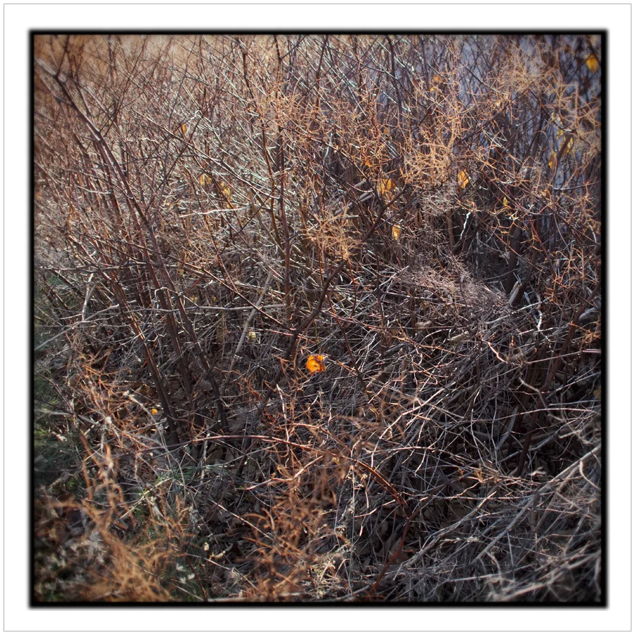 late autumn scrub ~ Westville, NY (click to embiggen)