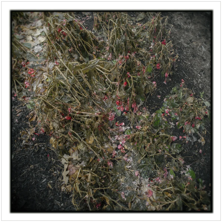 flower bed decay / Hampton Inn ~ Rochester, NY (click to embiggen)