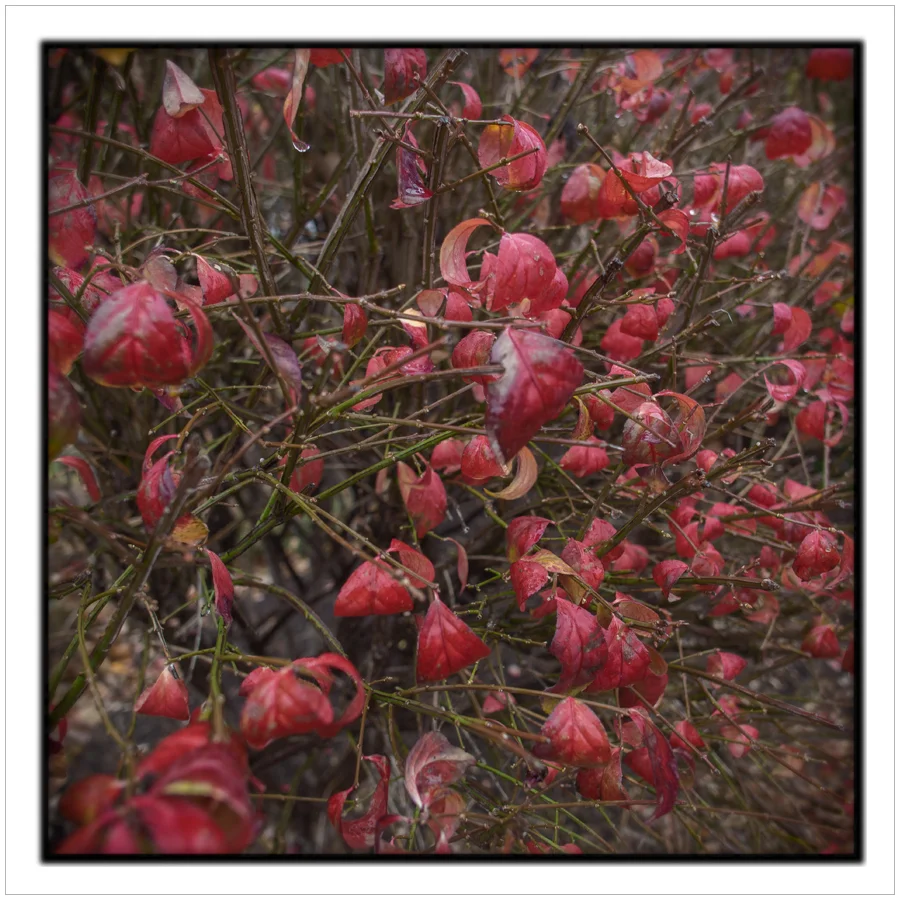 red leaves / Hampton Inn ~ Rochester, NY (click to embiggen)