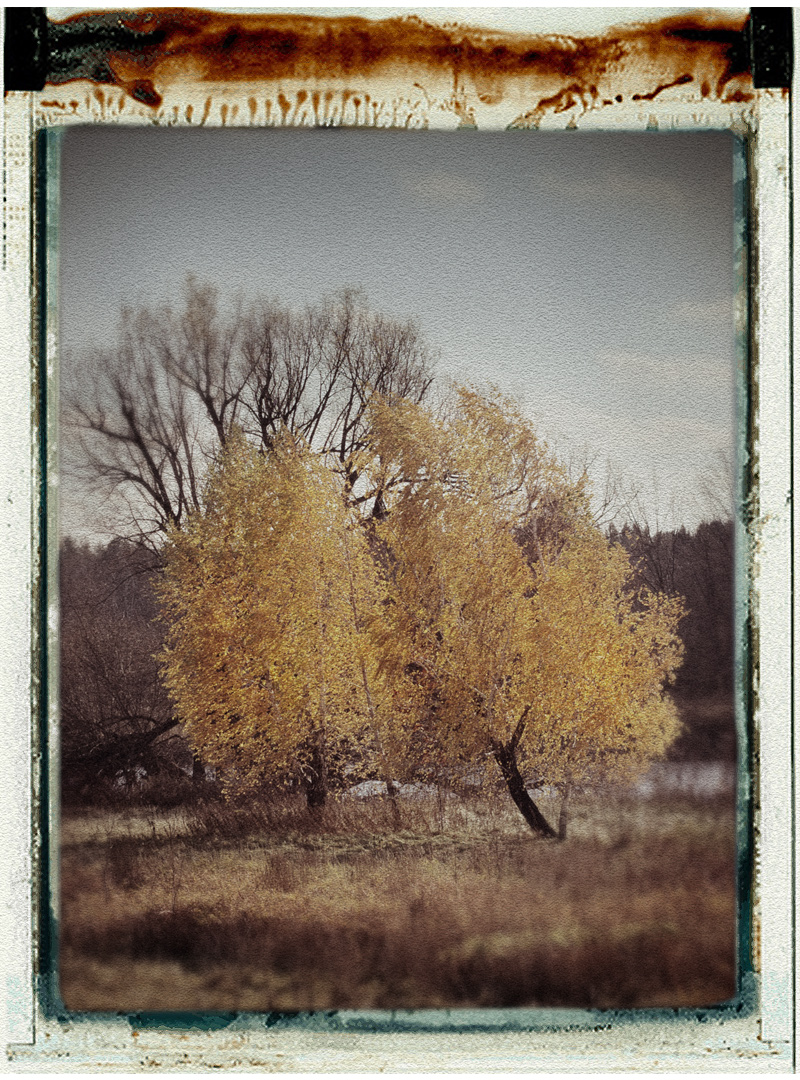 2 trees ~ Ft. Covington, NY (click to embiggen)