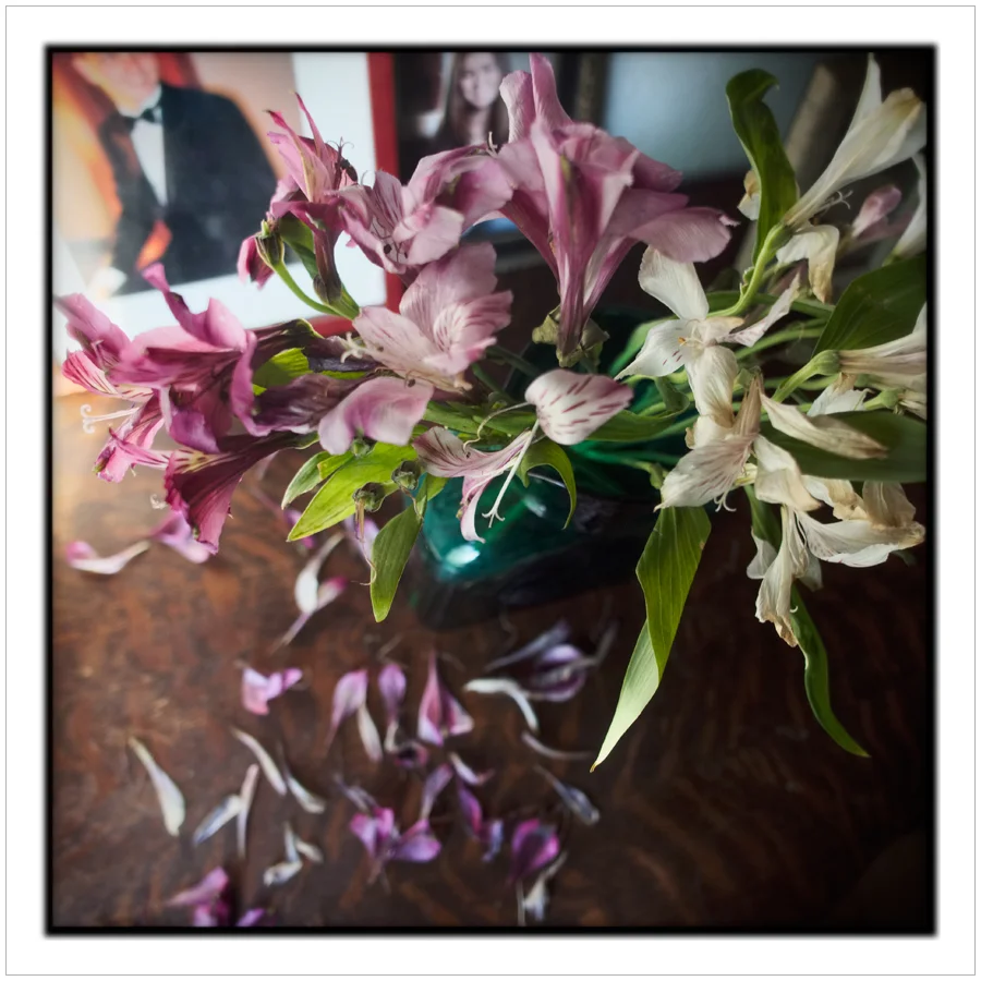 flowers ~ Au Sable Forks, NY - in the Adirondack PARK (click to embiggen)