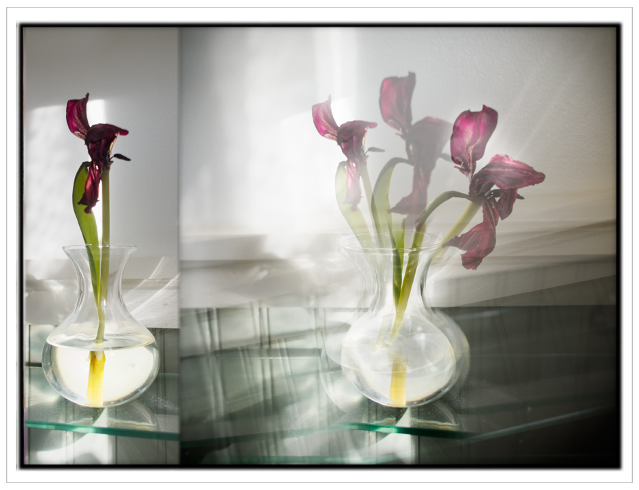 I saw sunlight striking a flower and vase