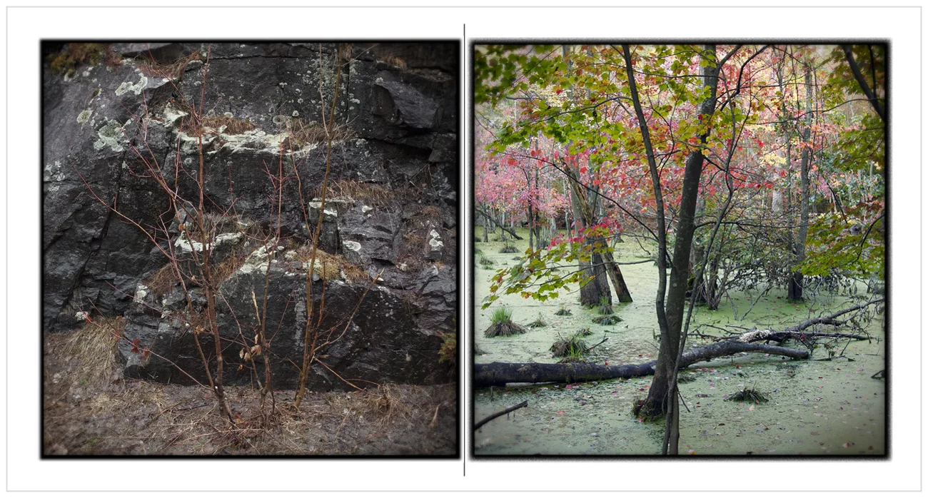 spring saplings / bog ~ (embiggenable)