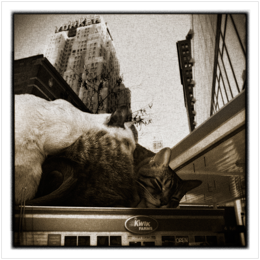 big city cat nap ~ (embiggenable)