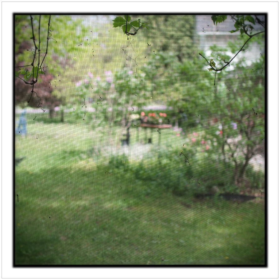 yard through screen ~ Chaffey's Lock, ONT CA (embiggenable)