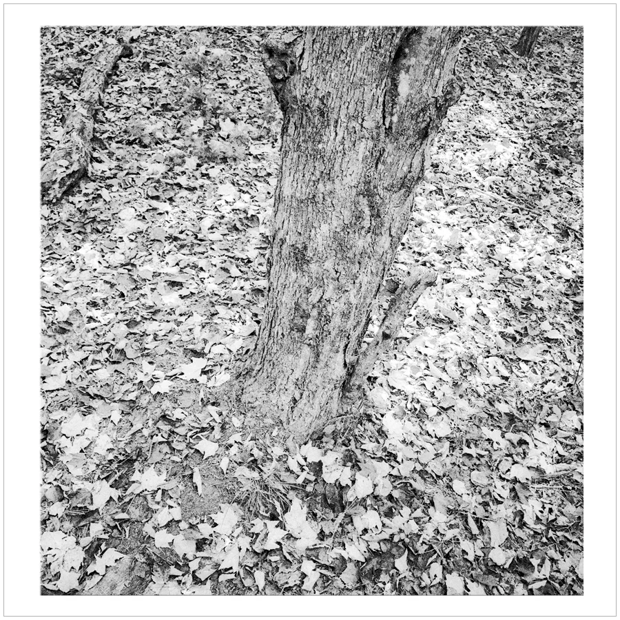 infared-ish ~ (embiggenable) • iPhone