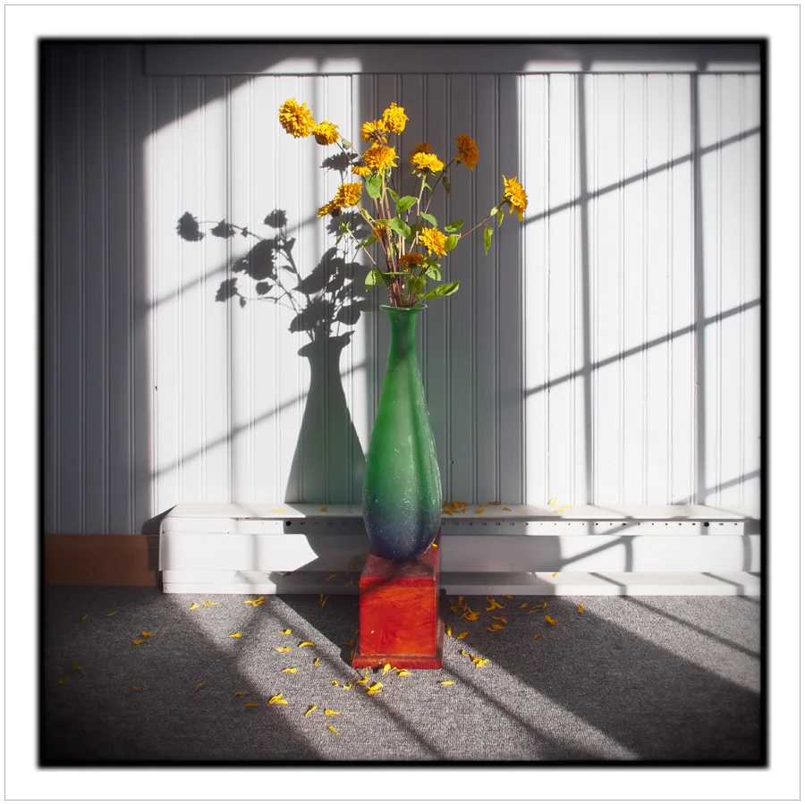 light / shadow • flowers ~ in the Adirondack PARK (embiggenable) µ4/3