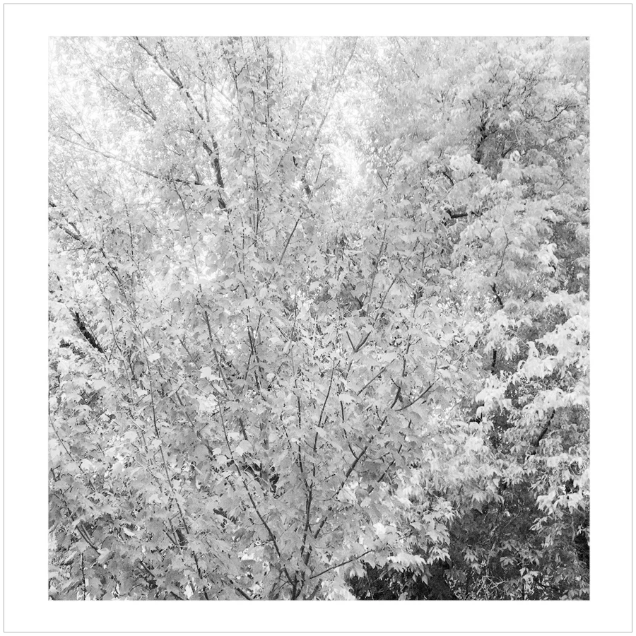 infraredish leaves ~ in the Adirondack Park (embiggenable) • iPhone