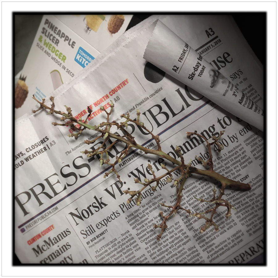 I read it through the grapevine ~ (embiggenable) • iPhone
