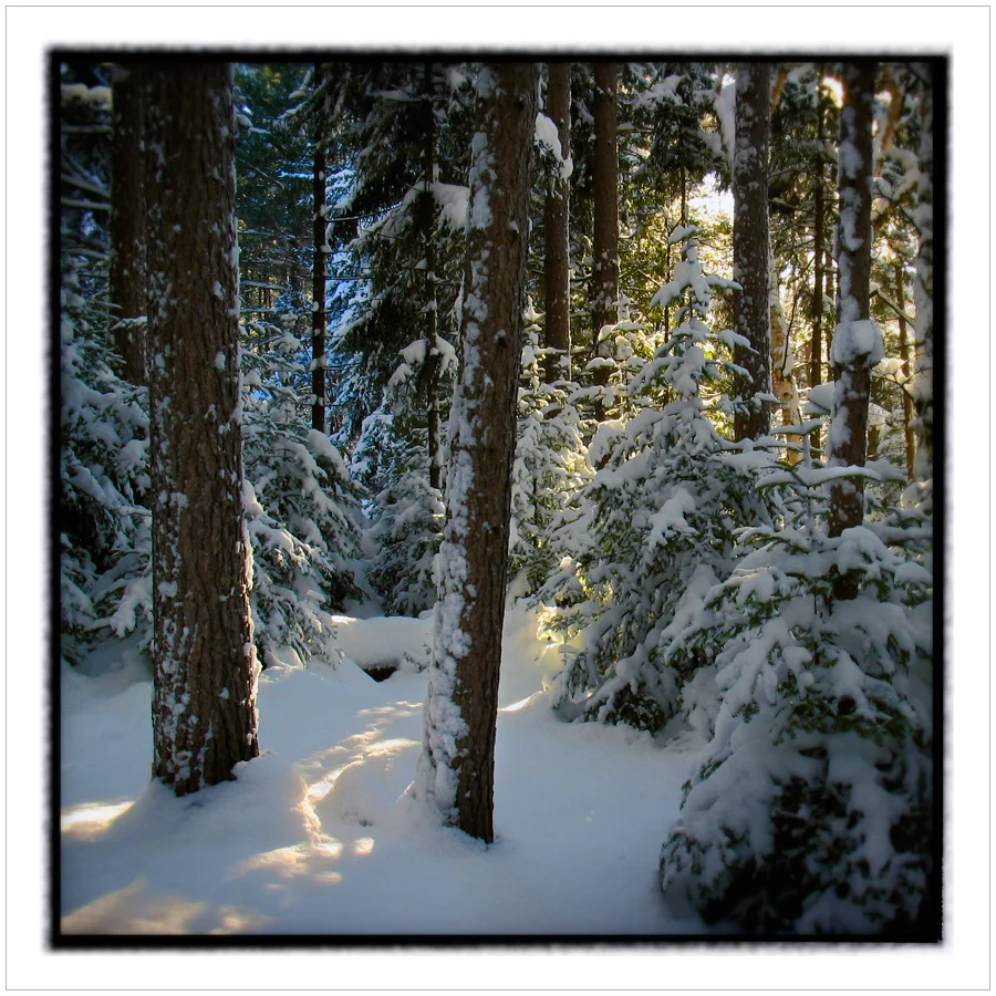 c. 2003 ~ (embiggenable) • Canon Power Shot 3G (4mp)