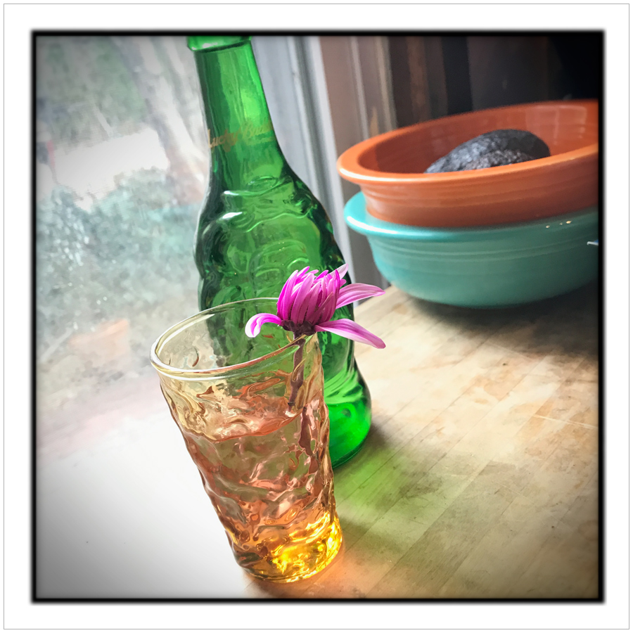 glass, flower and bottle ~ Pittsburgh, PA (embiggenable) • iPhone
