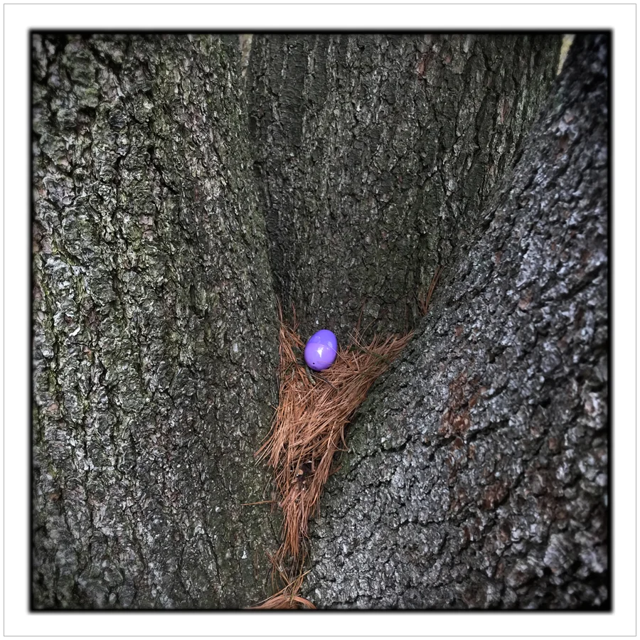 plastic egg ~ Harrington Park (embiggenable) • iPhone