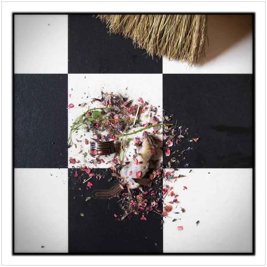 sweepings with chipmunk ~ embiggenable • µ4/3