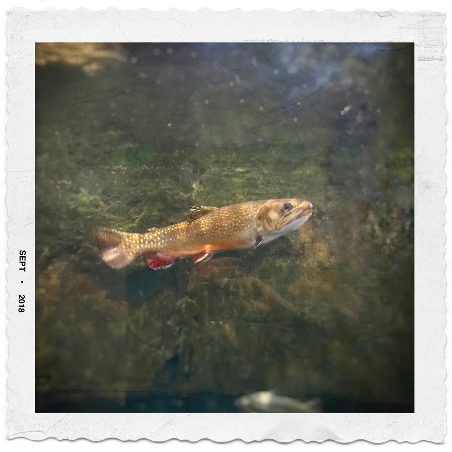 trout/Wild Center ~ (embiggenable) • iPhone
