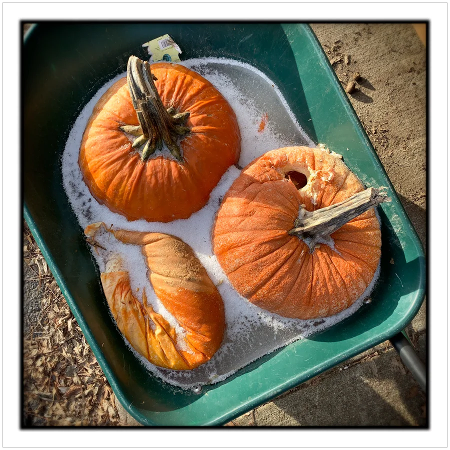 frozen pumpkins ~ (embiggenable) • iPhone