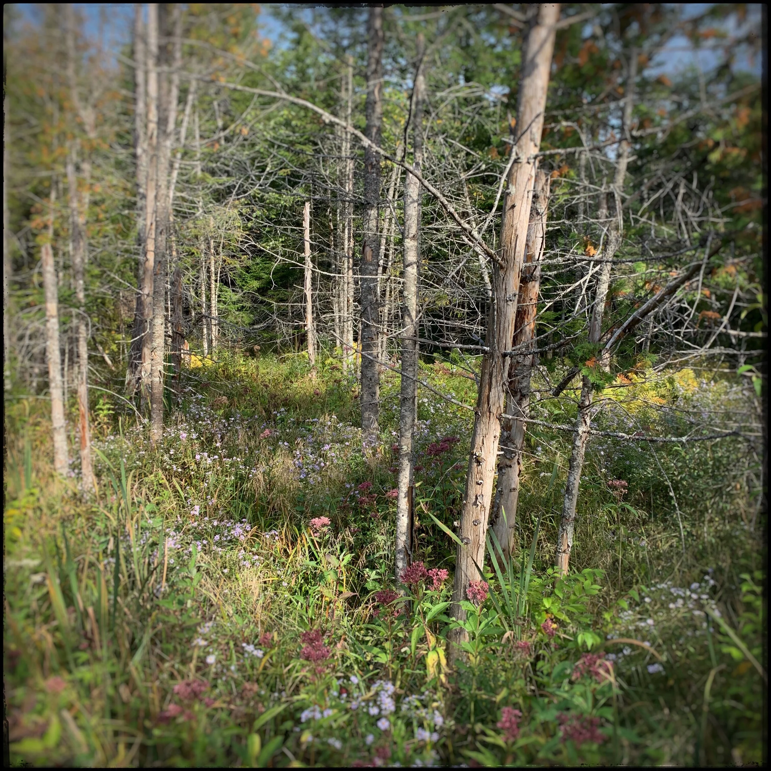 (Embiggenable) • iPhone