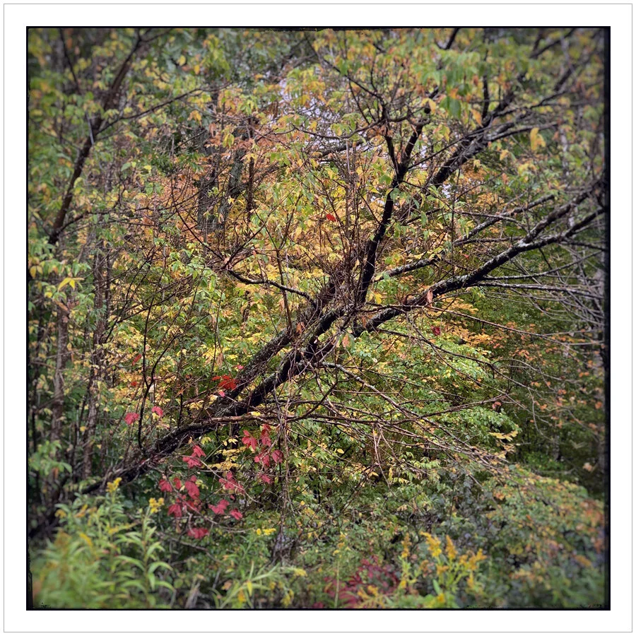 (embiggenable) • iPhone