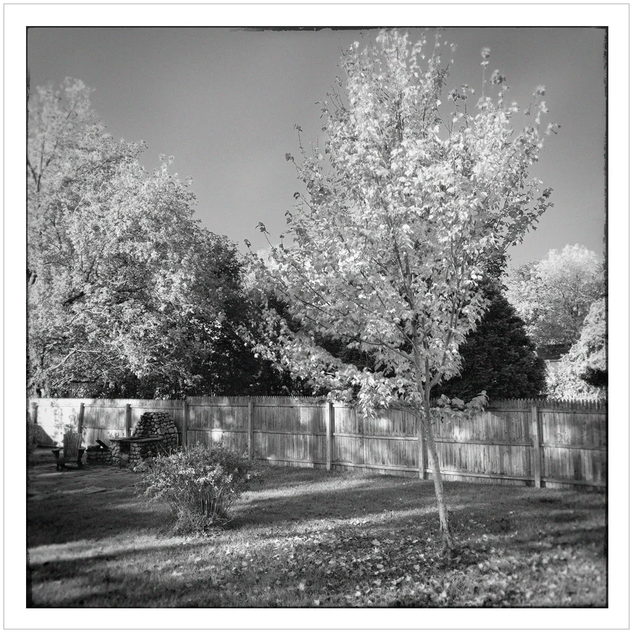maple tree in my backyard ~ (embiggenable) • iPhone