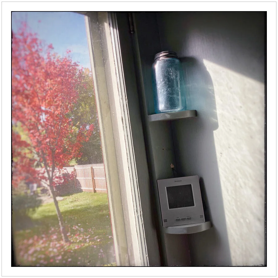 mason jar and maple tree