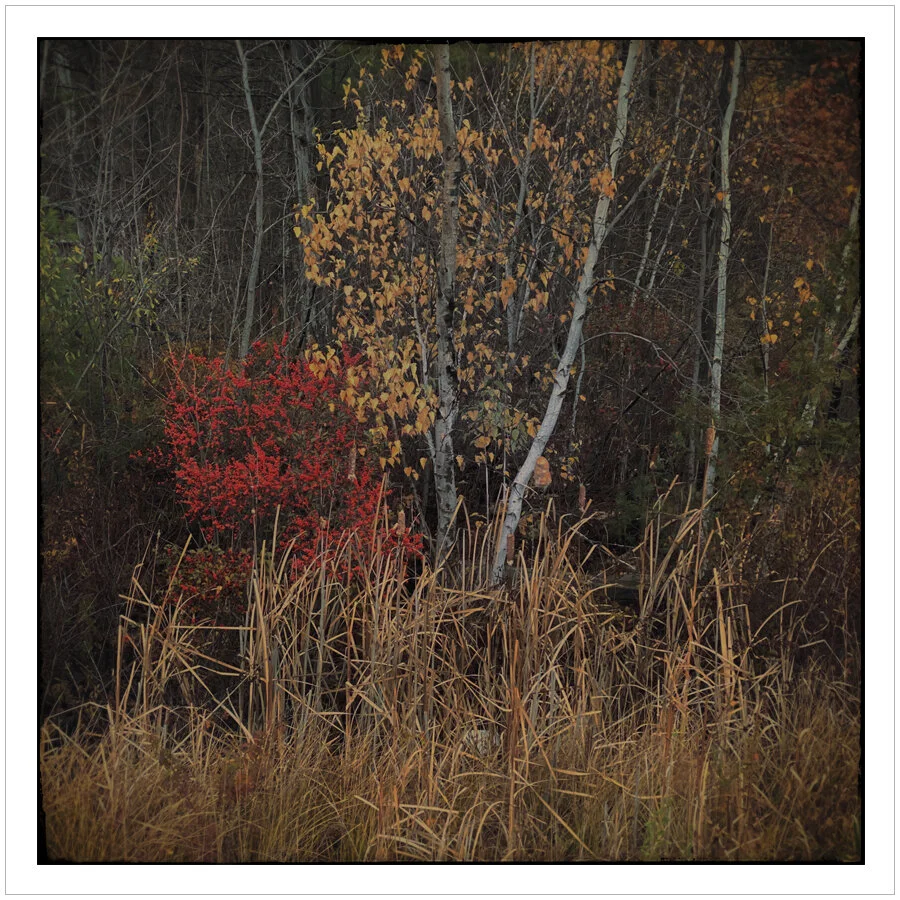 “ murky ” light ~ (embiggenable) • iPhone